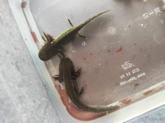 Axolotl mexický - Ambystoma mexicanum - 4