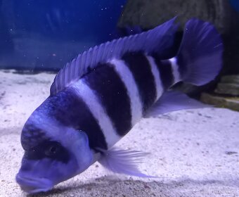 Gibberosa Blue Zaire Moba - 4