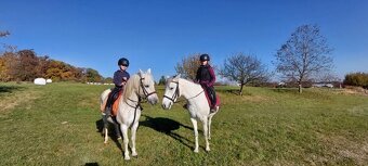Pony do sportu pro šikovného juniora - 4