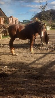 Prodám hřebečka Českomoravský Belgik - 4