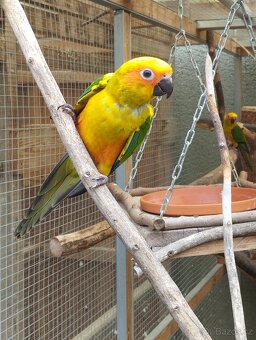 Aratinga Sluneční - 4