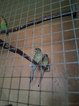 Papoušek zpěvavý - 4