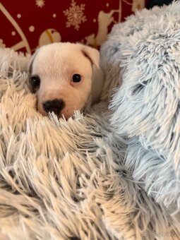 Stafordšírský bulteriér - 4