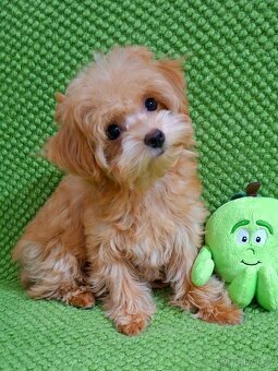 Štěňata maltipoo - 4