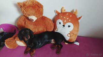 Prodám fenku jezevčíka trpasličí - 4