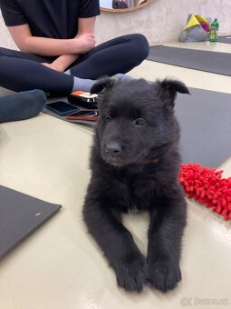 Belgický ovčák groenendael - 4