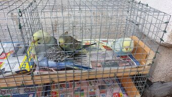 Andulky samečci - 4