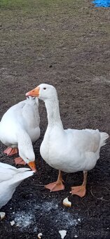 Prodám housera husy české - 4