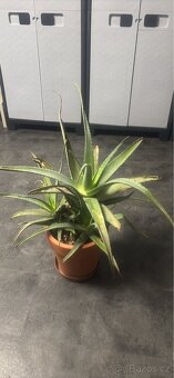 Pravá Aloe - 4