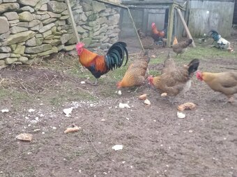 Česká zlatá kropenka - 4