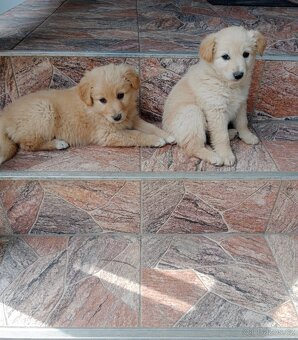 Zlatý retrívr/retriever - 4