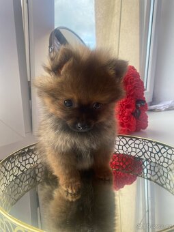 Pomeranian bez pp - 4