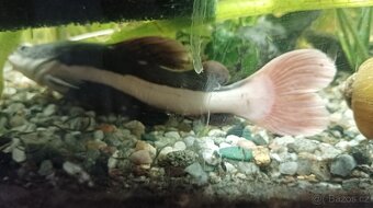 Antenovec cervenoocasy - 4