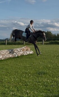 4letý oldenburský valach po Hickstead White - 4
