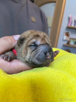 Sharpei,šarpej s PP - 4