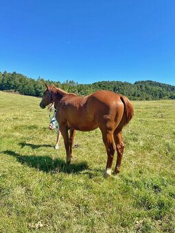 QH valach po AP Royal Bar - 4