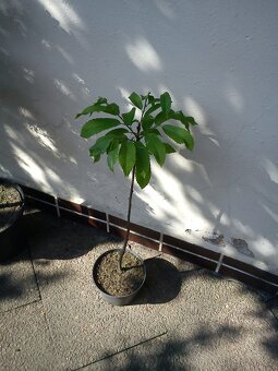 Borovice, smrčky, túje a další dřeviny - 4