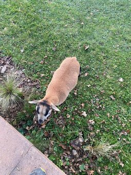 Ovce kamerunská - 4