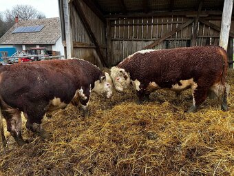 Plemenný býk Hereford - 4