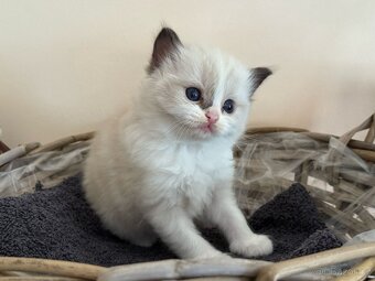 Ragdollí láska na celý život – koťátka s PP k rezervaci - 4