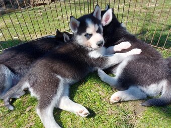 Sibiřsky husky / hasky - 4
