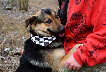 CHAMPUS K ADOPCI - 1 ROK, HODNÝ,SNÁŠENLIVÝ,VHODNÝ K DĚTEM - 4