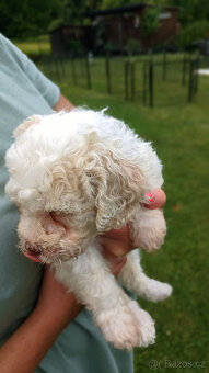 Lagotto Romagnolo s PP - 4