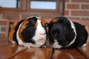 Morče, morčata, morčátko s PP - krátkosrstá - 4