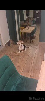 Welsh Corgi Pembroke FCI - 4