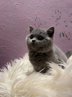 Britská modrá krátkosrstá s pp - 4