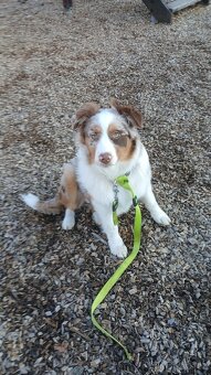 Border kolie x australak - 4