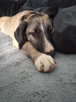 Prodám 6 měsíční štěně - 4