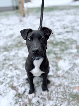 Prodám staforda 6 měsíců. - 4