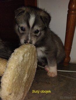 Rezervace husky štěňat - 4