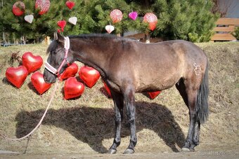 Černý andaluský PRE v Polsku valach - 4