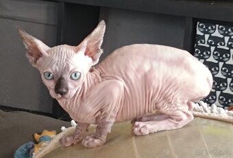 SPHYNX - 4