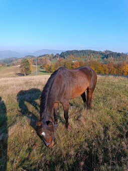 Valach Appaloosa - 4