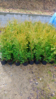 Thuje tuje tujky brabant 70-90cm - 4