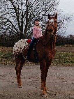 Valach Appaloosa - 4