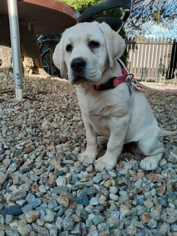 labrador Labradorský retrívr - 4