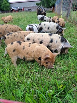 Kune Kune selata - 4