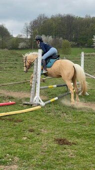 Žlutý valach pony B - 4
