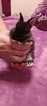 Zakrslý králík  samička - 4