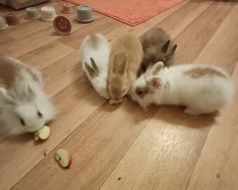 Zakrslí králík. - 4