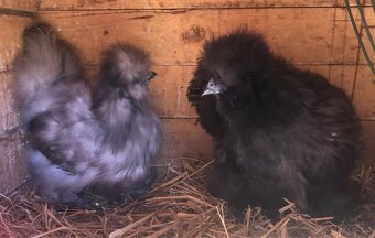 Kuřata hedvábničky velké vousaté - 4