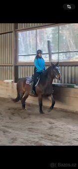 Mladý zdravý charakterní valach - 4