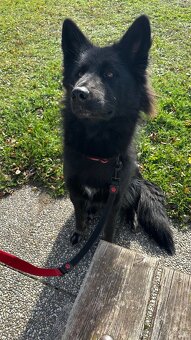 Německý ovčák štěně - 4