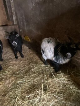 Samec lamy krotké - 4