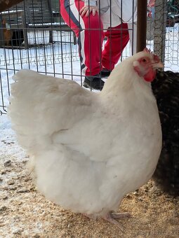 Orpingtonka velká bílá chovný kmen - 4