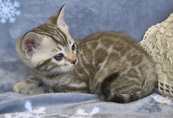 Bengálská kočka s Pp - 4